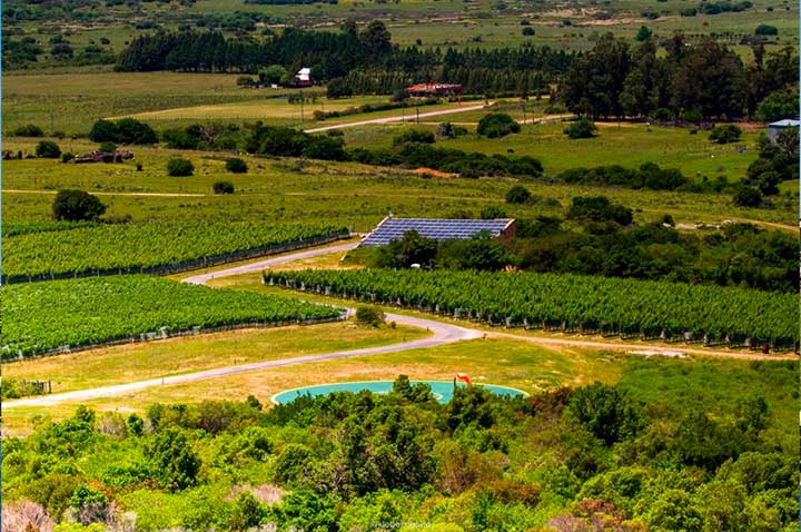 Lifestyle Vino & Viñedos